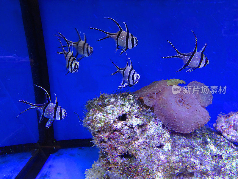 人工饲养的邦盖红雀/长鳍红雀，海洋水族缸，黑白